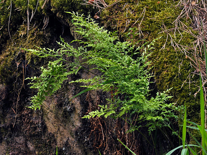 Fougère serpentine Asplenium cuneifolium