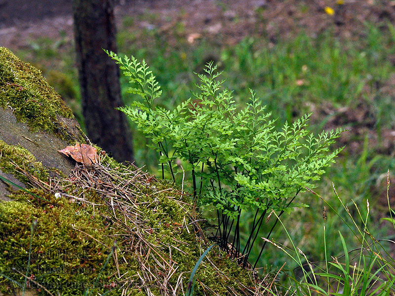 Asplenio serpentino Serpentin-Streifenfarne Asplenium cuneifolium