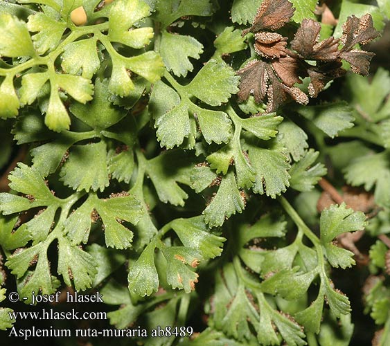 Asplenium ruta-muraria Muurvaren Ruta muro Kövi fodorka