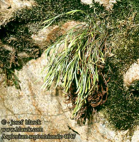 Asplenium septentrionale Northern Spleenwort Nordisk Radeløv