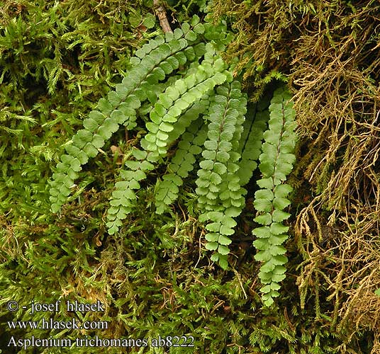 Asplenium trichomanes Maiden hair spleen wort Rundfinnet Radeløv