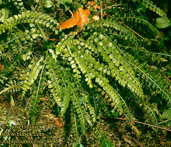 Asplenium viride Green Spleenwort Lysegrøn Radeløv Viherraunioinen