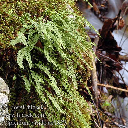 Asplenium viride vert Groensteel Zöld fodorka Grüner Streifenfarn