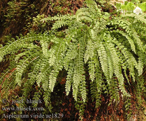 Asplenium viride Grüner Streifenfarn Zanokcica zielona