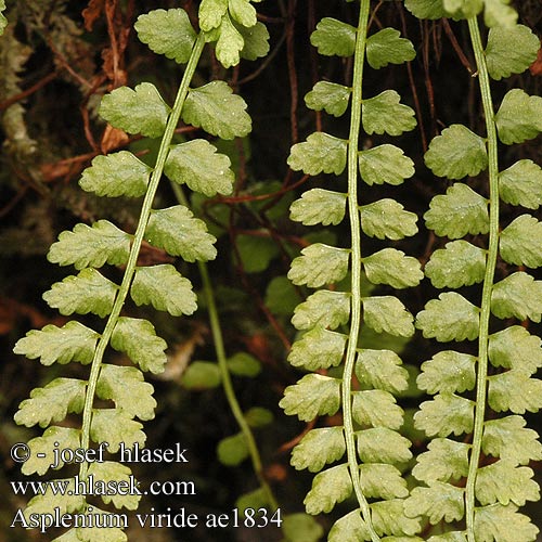 Asplenium viride Slezinik zelený Grönbräken Костенец зеленый