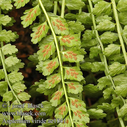 Asplenium viride Костенец зеленый Zanokcica zielona Slezinik zelený