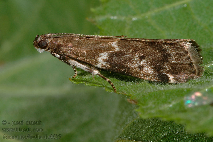 Assara terebrella