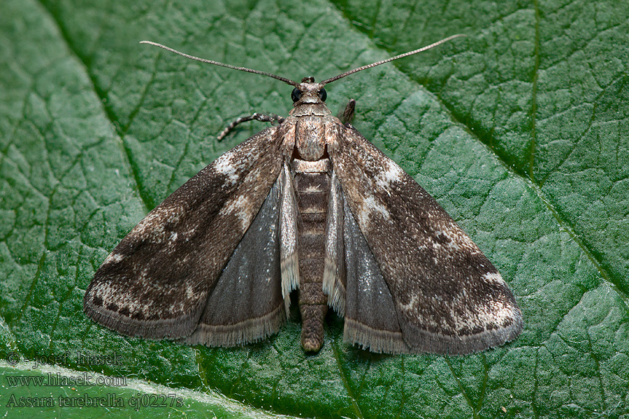 Assara terebrella