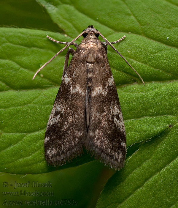 Assara terebrella