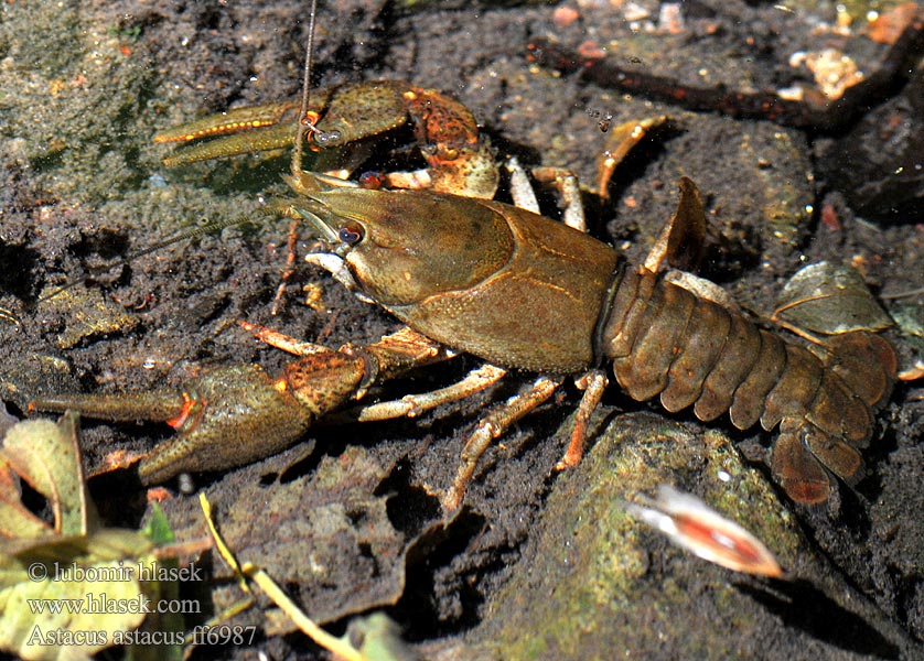 Astacus astacus fluviatilis European Crayfish Noble Flusskrebse Edelkrebs