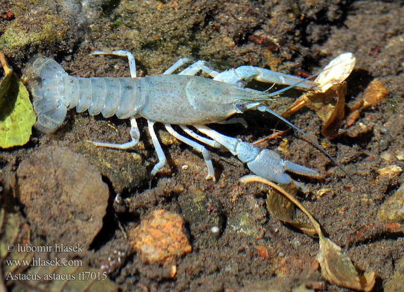 European Crayfish Noble Flusskrebse Edelkrebs Rak říční Rak szlachetny