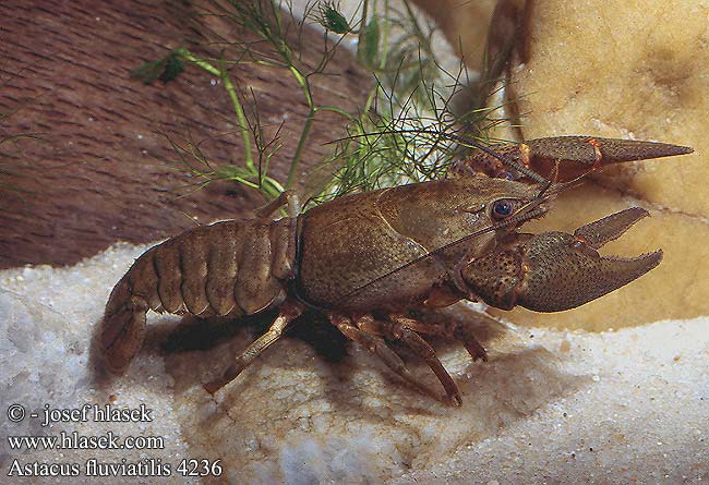 Astacus fluviatilis European Crayfish Noble Flusskrebse Edelkrebs