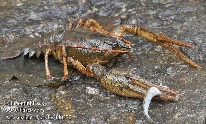 Astacus leptodactylus Pontastacus Rak bahenní Danube crayfish