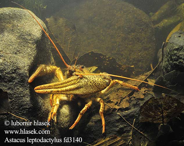 Rak bahenní Danube crayfish Galician Turkish Narrow-clawed