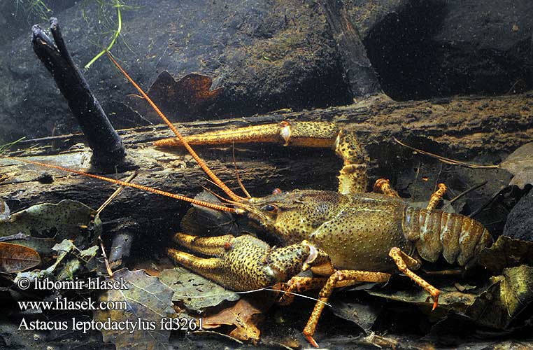 Danube crayfish Galician Turkish Narrow-clawed