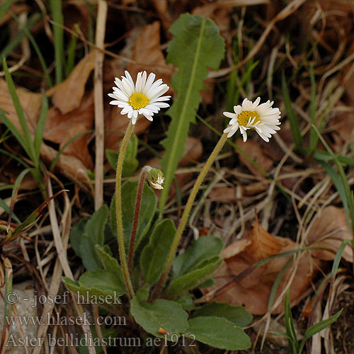 Aster bellidiastrum Stokroč Micheliova horská Hvězdnice zlatovlásek