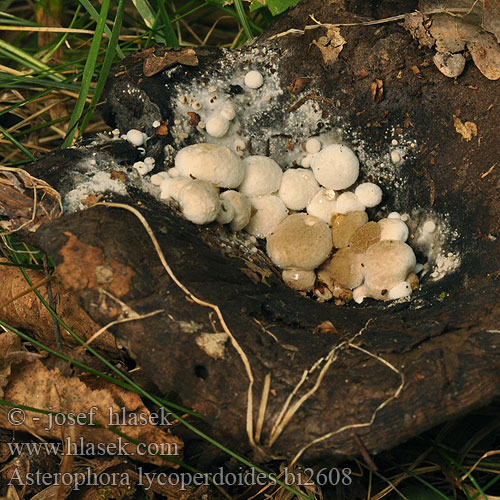 Asterophora lycoperdoides Nyctalis Nyctalys parasitica