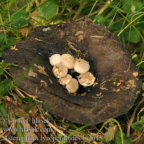 Asterophora lycoperdoides bi2615