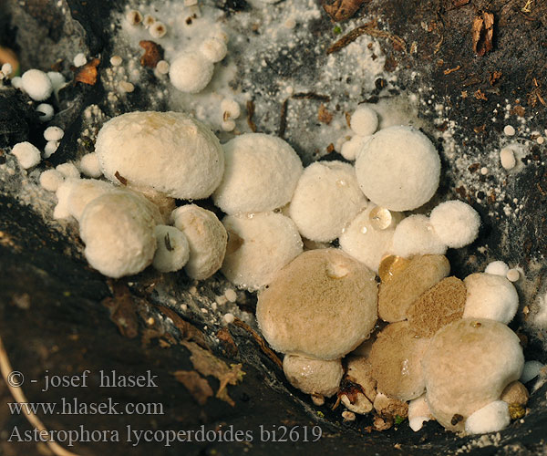 Asterophora lycoperdoides bi2619