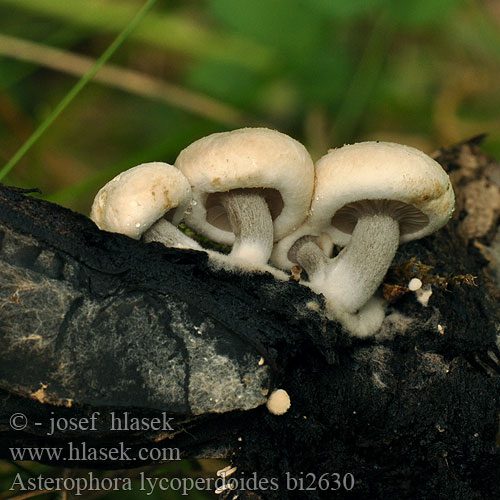 Asterophora lycoperdoides bi2630