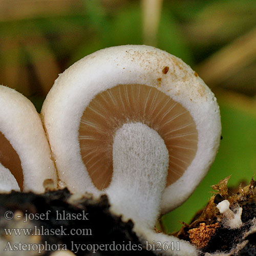 Asterophora lycoperdoides bi2641