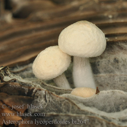 Asterophora lycoperdoides bi2647