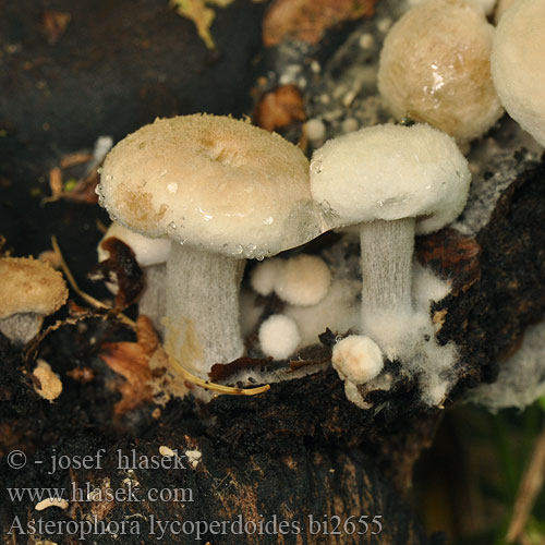 Asterophora lycoperdoides bi2655