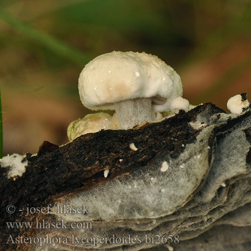 Nyctalis Nyctalys parasitica Rovetka pýchavkovitá