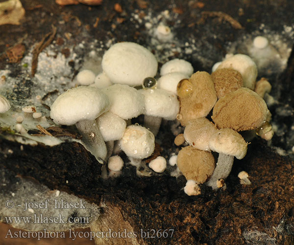 Asterophora lycoperdoides bi2667