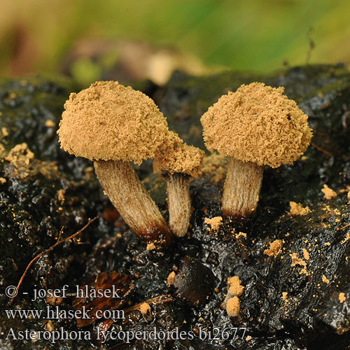 Asterophora lycoperdoides bi2677