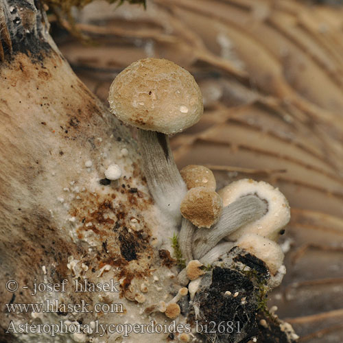 Asterophora lycoperdoides bi2681