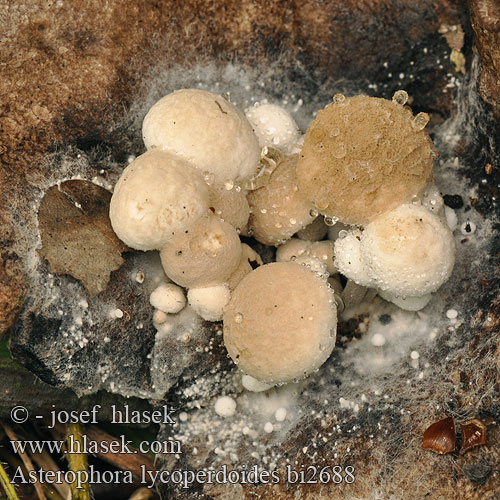 Asterophora lycoperdoides bi2688