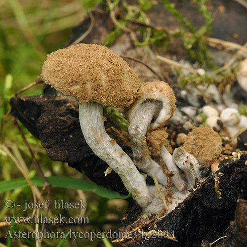 Asterophora lycoperdoides bi2694