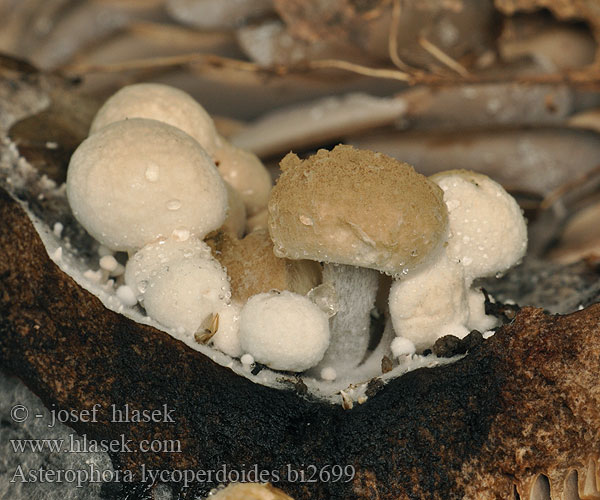 Asterophora lycoperdoides bi2699