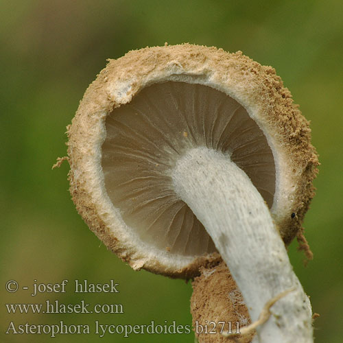 Asterophora lycoperdoides bi2711