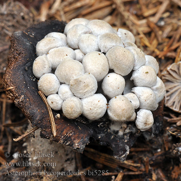 Asterophora lycoperdoides bi5285