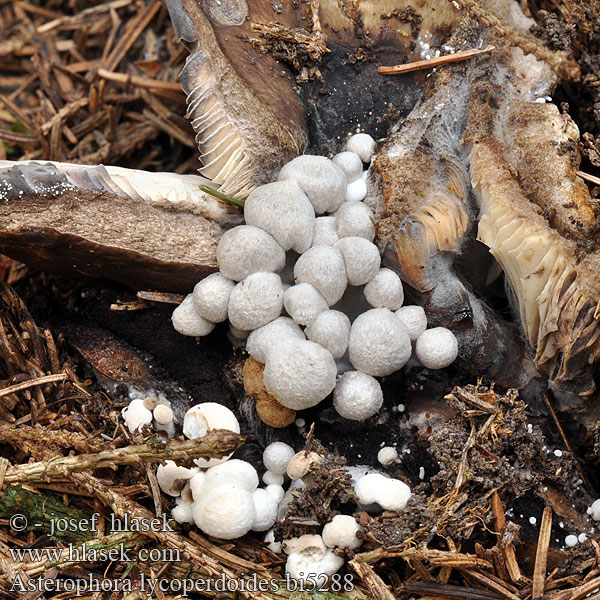 Asterophora lycoperdoides bi5288