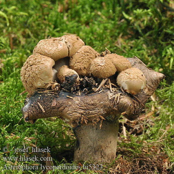 Asterophora lycoperdoides bi5323