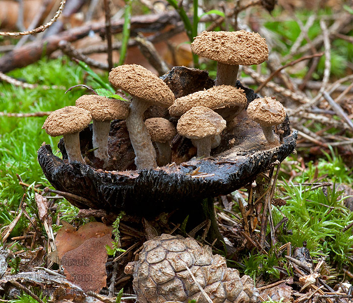 Rovetka pýchavkovitá Asterophora lycoperdoides