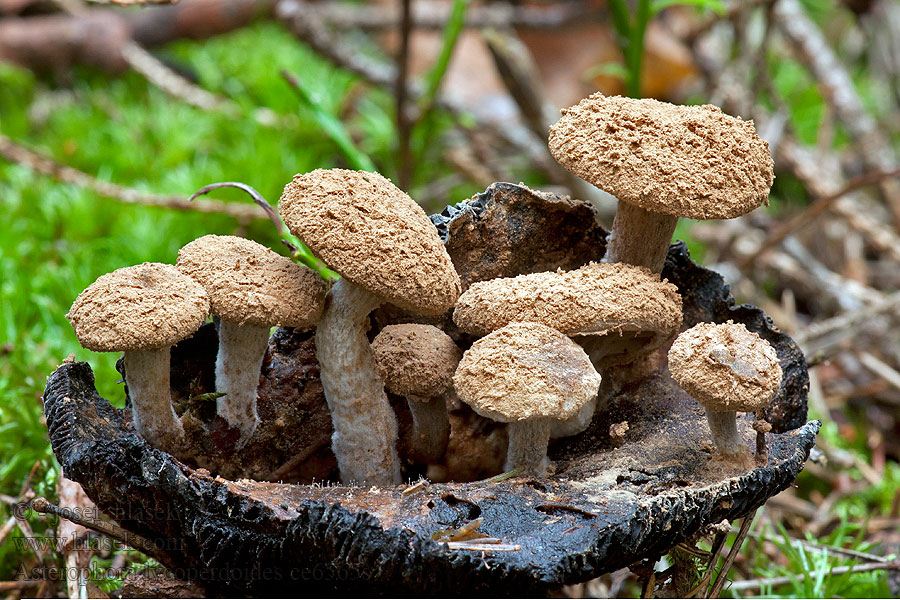 Stäubender Zwitterling Asterophora lycoperdoides