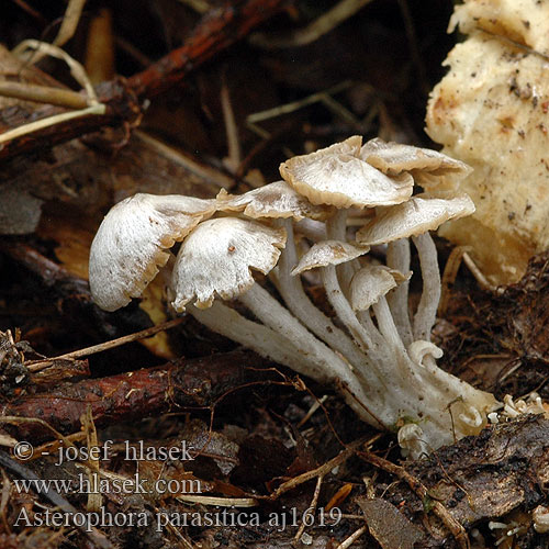 Asterophora parasitica Nyctalis Rovetka cizopasná