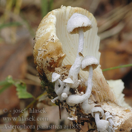 Asterophora parasitica Plaatjeszwamgast Singer