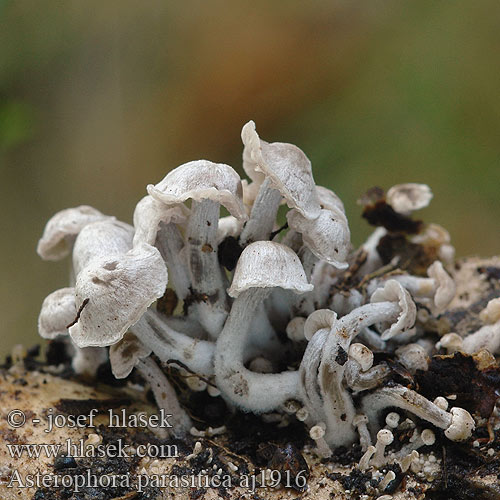 Asterophora parasitica Parasitischer Zwitterling Beschleierter