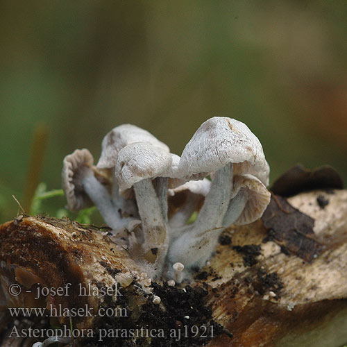 Asterophora parasitica Aстерофора паразитиче