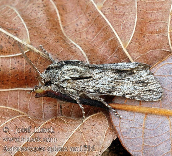 Asteroscopus sphinx Sphinxeule Sprawler Stjernekikker