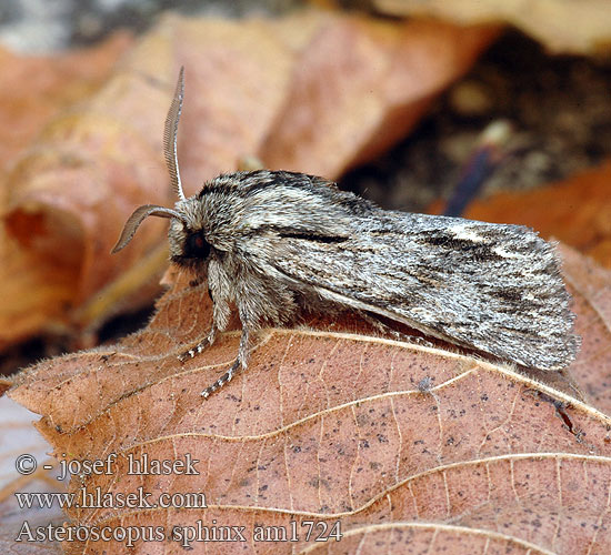 Noctuelle-Sphinx Kromzitter Lazdona lipówka Mora novembrová