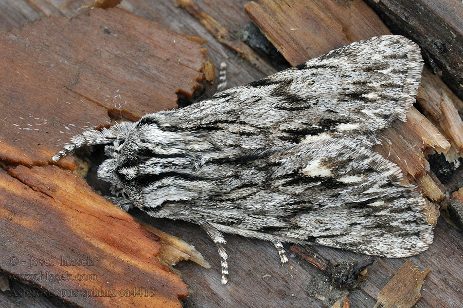 Sphinxeule Sprawler Asteroscopus sphinx