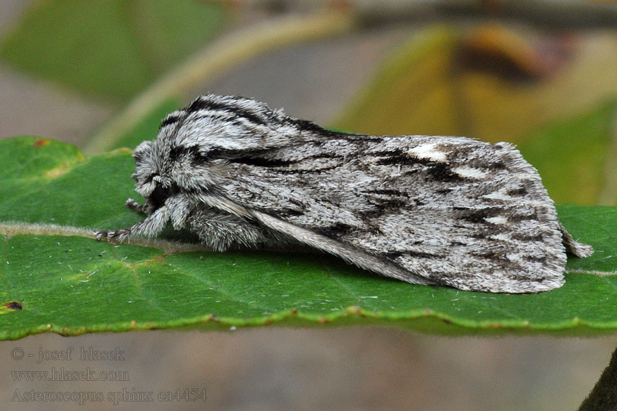 Dřevobarvec pozdní Совка сфинкс Asteroscopus sphinx