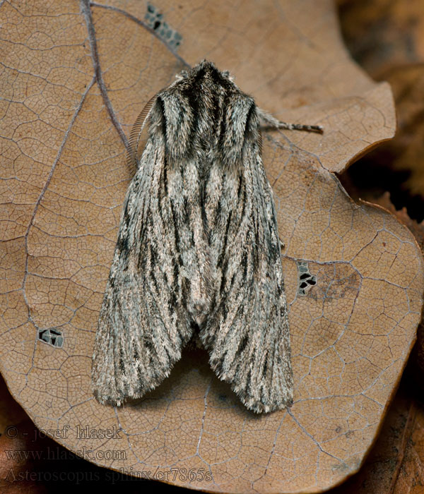 Asteroscopus sphinx