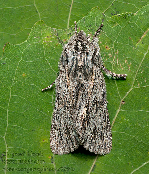 Asteroscopus sphinx